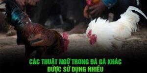 Thuật ngữ trong đá gà chi tiết