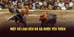 kèo đá gà cựa sắt là gì