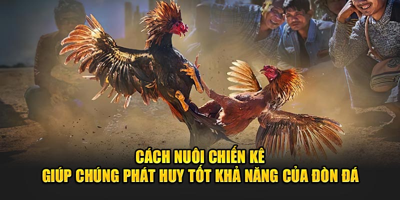 cach-nuoi-chien-ke-giup-chung-phat-huy-tot-kha-nang-cua-don-da