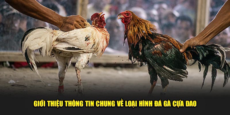 Gioi-thieu-thong-tin-chung-ve-loai-hinh-da-ga-cua-dao