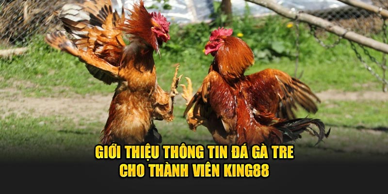 gioi-thieu-thong-tin-da-ga-tre-cho-thanh-vien-king88