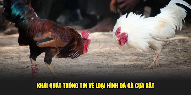 Khai-quat-thong-tin-ve-loai-hinh-da-ga-cua-sat