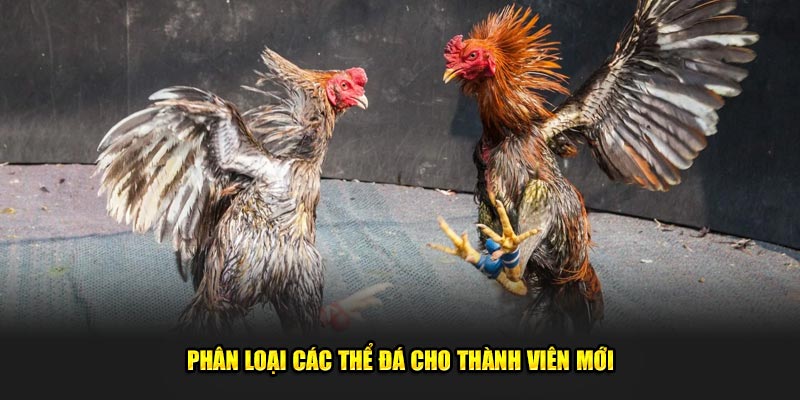 Phan-loai-cac-the-da-cho-thanh-vien-moi