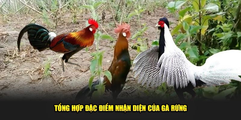 Tong-hop-dac-diem-nhan-dien-cua-ga-rung